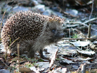 European hedgehog (Erinaceus europaeus) in forest
