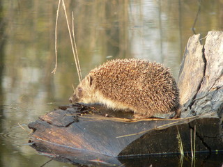 European hedgehog (Erinaceus europaeus) in forest