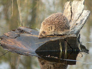 European hedgehog (Erinaceus europaeus) in forest