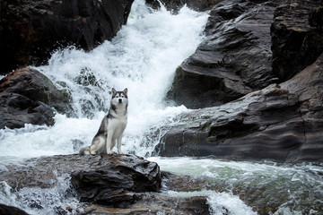 Siberian Husky on the background of a waterfall