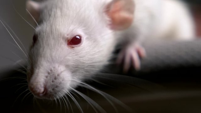 closeup portrait of a white albino rat in the apartment