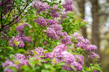 Spring blooming lilac bush