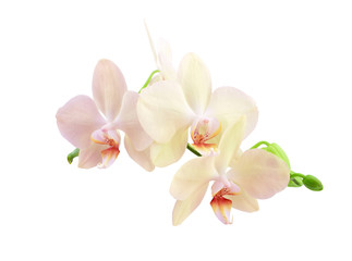 Orchid sprig with pink flowers and buds isolated on a white background.
