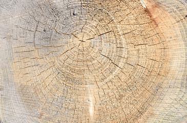 Naklejka premium Cut of tree as texture
