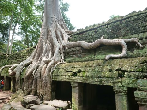 Racines d'un arbre (Tetrameles nudiflora) s’insinuant dans les pierres du temple de Ta Prohm, à Angkor (Cambodge)