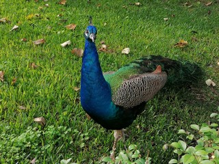 peacock in the park