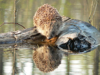 European hedgehog (Erinaceus europaeus) in forest