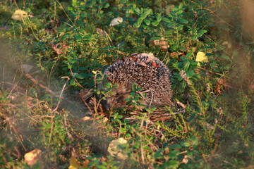 European hedgehog (Erinaceus europaeus) in forest