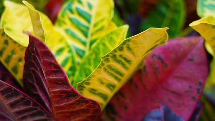 Colorful croton leaves. multi-colored bright leaves multi-colored bright  Codiaeum Variegatum leaves. texture of colored leaves background. yellow, green red burgundy.  © Artem