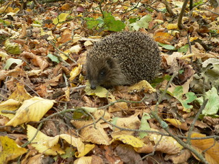 European hedgehog (Erinaceus europaeus) in forest