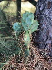 Cactus in the forest