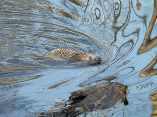 European hedgehog (Erinaceus europaeus) in forest