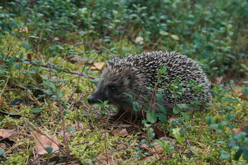 Naklejka na ściany i meble European hedgehog (Erinaceus europaeus) in forest