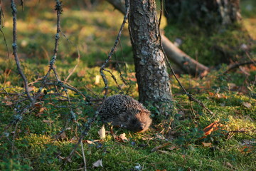 European hedgehog (Erinaceus europaeus) in forest