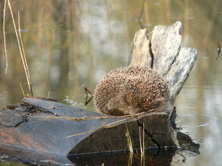 European hedgehog (Erinaceus europaeus) in forest