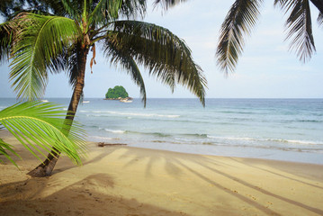 Palm tree on the beach of Tioman Island, Malaysia