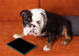 One white and black dog / bulldog  sitting on orange sofa and looking at tablet, studying /learning / online on the tablet with his 