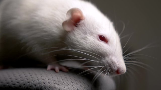 closeup portrait of a white albino rat in the apartment