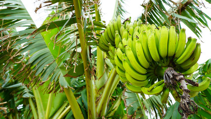 Shima Banana Okinawa Islands. Close-up of a banana branch, many green and yellow bananas on a palm tree. Bunches of bananas on the background of large palm leaves. Miyakojima, Japan