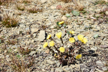 Tussilago farfara flowers - spring in the nature