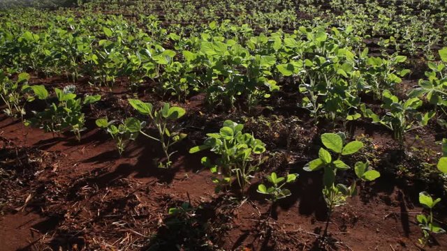 Irriga&ccedil;&atilde;o na planta&ccedil;&atilde;o de sorgo