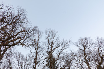 Tree in early spring. View from below.