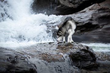 Siberian Husky on the background of a waterfall © vivienstock