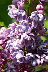 Inflorescences of blooming lilac close-up
