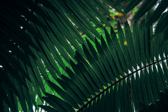 Full Frame Shot Of Palm Tree Leaves