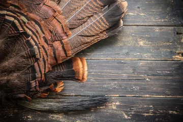 Fotobehang Eastern Wild Turkey Feathers and Beard © enterlinedesign
