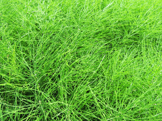 Field horsetail or common horsetail in  garden. Background