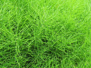 Field horsetail or common horsetail in  garden. Background