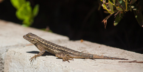 lizard on the stone