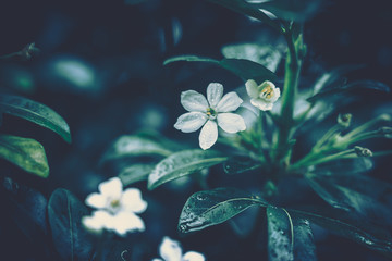 Fototapeta na wymiar flower background; Close up; vintage style