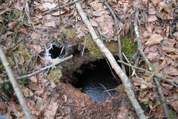 Eurasian beaver (Castor fiber) in natural habitat of wetland