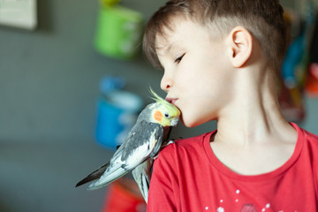 a child with a parrot on his shoulder kisses him, the child takes care of the pets