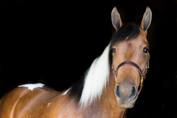portrait of a horse