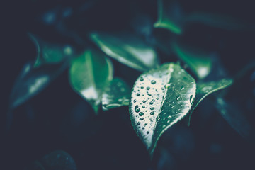 Green Leaf Texture; nature background