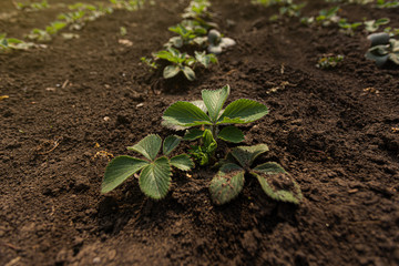 Young strawberry seedlings in a spring garden