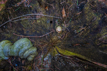 The texture of an old stump in the woods.
