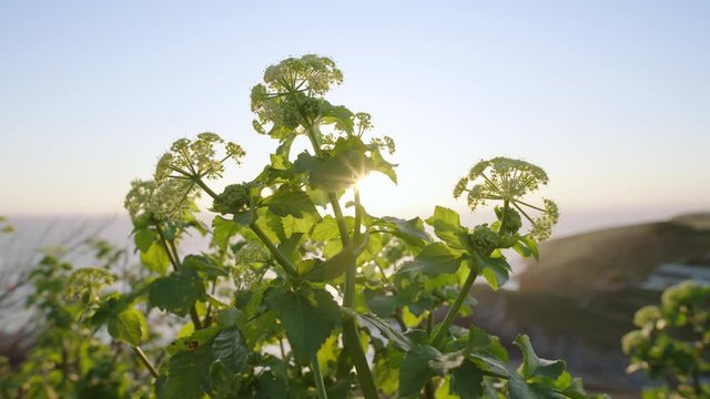 Close-up of a Cornish plant on South-West Coastal Path as sun sets in background.
(Shot on Arri Alexa Mini LF)