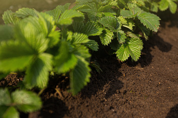 Young strawberry seedlings in a spring garden