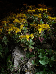 Pianta grassa con fiori gialli su roccia