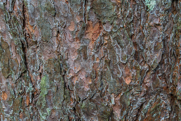 Excellent deep texture of the bark of the tree.