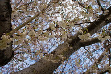 pink and white cherry blossoms in the spring time