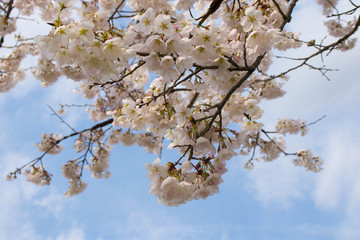 Pink and white cherry blossoms against the blue sky