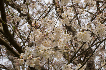 Bunches of cherry blossoms in the springtime