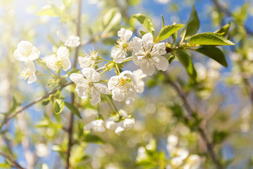 Fototapeta premium Delicate pink and white flowers on a branch of an apple tree
