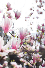 White pink magnolia tree blossoms. Awakening beauty of nature. Spring mood. Romantic background. Closeup.