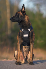 Obedient Belgian Shepherd dog Malinois posing outdoors on an asphalt wearing a black X-back sleddog harness with reflectors